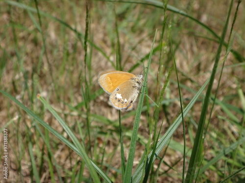 Chestnut heath butterfly (Coenonympha glycerion), female perching on a blade of grass