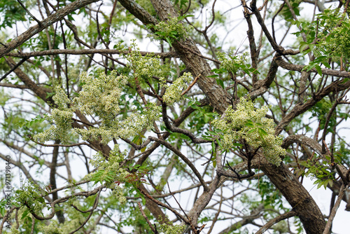 Siamese neem tree has feathery compound leaves. The leaves are smooth, shiny green. The flowers appear in clusters at the ends of the branches while the young leaves are soft white.