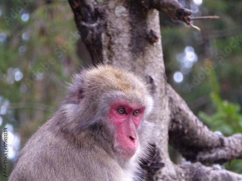 Close up view of Japanese snow monkey on Affenberg at castle Landskron, Carinthia, Austria, Europe. Animal wildlife watching. Wild animal in natural habitat. Tranquil atmosphere. Selective focus