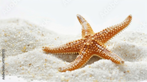 Serene Starfish on White Sand Beach