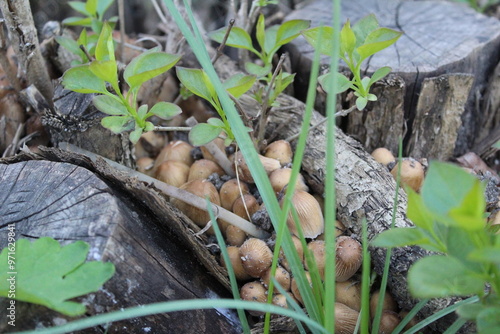 inedible mushrooms, poisonous toadstools in the forest between the trees