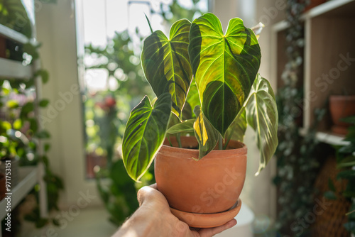 Hand Philodendron Splendid plant with hear sheped green velvet leaves in flower pot at home, closeup. Hobbies, indoor gardening concept. 