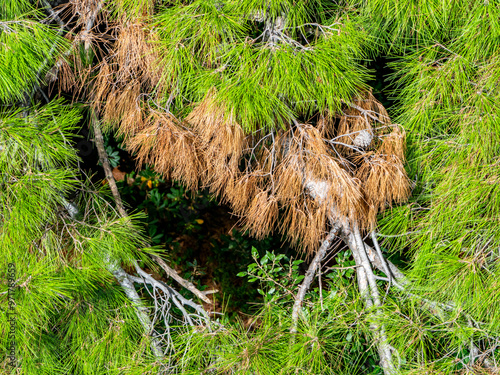 Beschädigter Baum