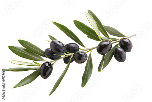 Black olives on branch. Olive branch isolated on white. 