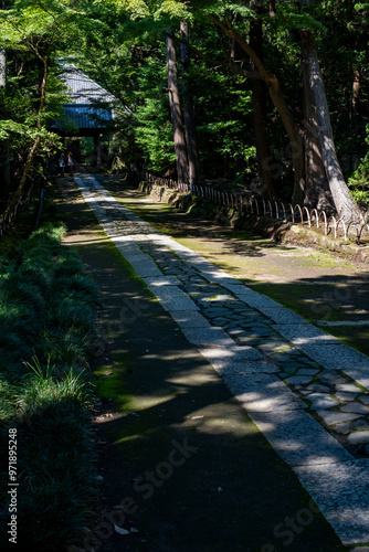 鎌倉249 寿福寺2 木漏れ日