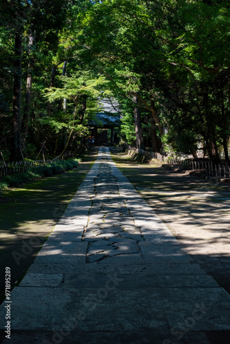 鎌倉249 寿福寺1 木漏れ日