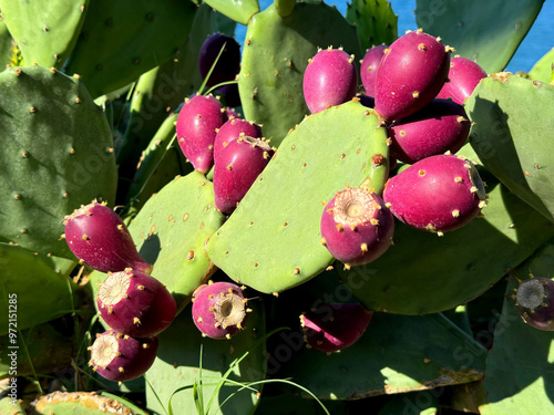 Cactus opuntia with ripe fruits