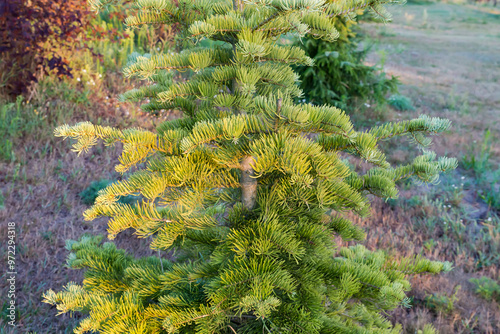 Part of trunk with braches of young white fir