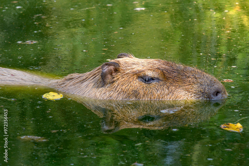 Capybara or Hydrochoerus hydrochaeris is the largest extant rodent in the world in the water