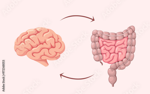 The human brain and intestines. Organs. Vector illustration.