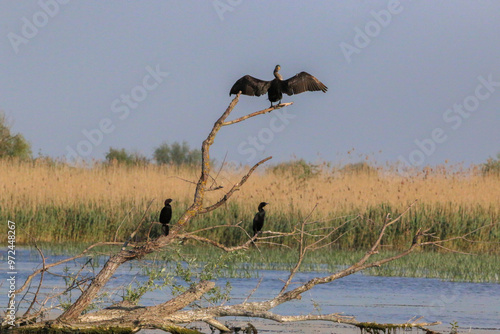 Scenic photo of cormorants drying their feather in Danube delta biosphere reserve