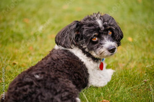 doggie, doggie figo, friend of man