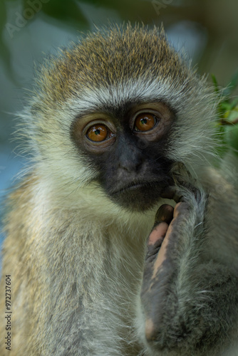 Close-up of baby vervet monkey watching camera