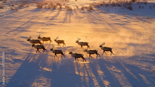 Reindeer herd moving across the Mongolian tundra at sunset, long shadows cast on the snow