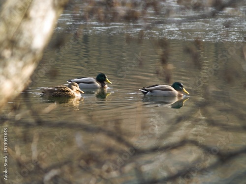 familia de patos 1