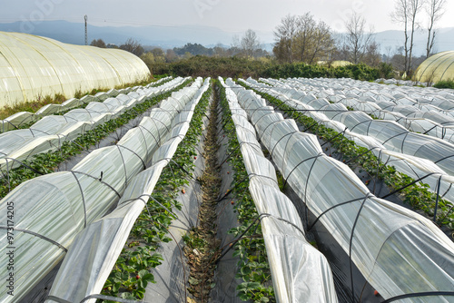 Greenhouse farms in state of Jijel, Algeria, growing vegetables cultivation in Africa, agriculture in North Africa, planting fresh vegetables, vegetable production in greenhouses, glasshouse hothouse.