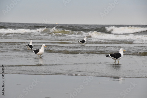 wilde Möwen im Meerwasser