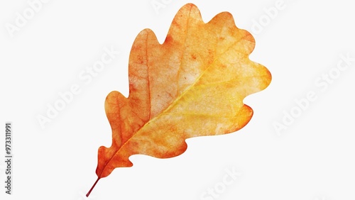 autumn maple leaf