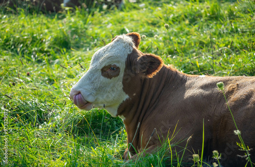 Cow on the grass