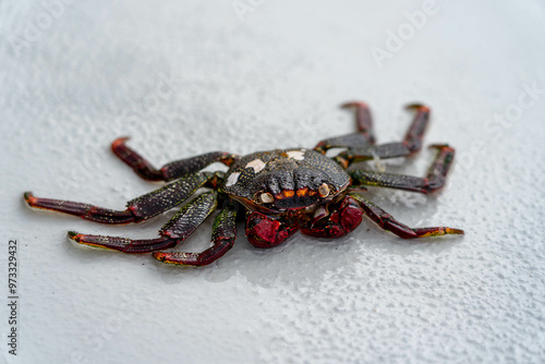 Crab on a rock