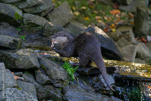 Otter on the river