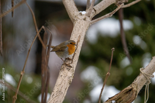 Bird on a tree