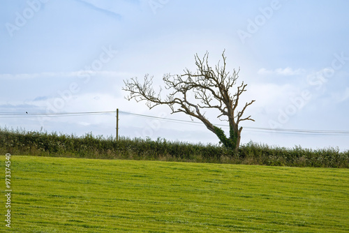 Dead tree covered in ivy in field hedge bent to left by prevailing wind direction