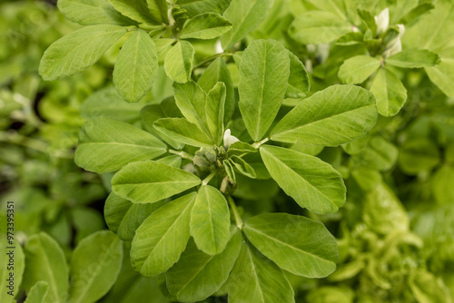 Fenugreek food plant green leaves white flowers close-up top view (Trigonella foenum-graecum)