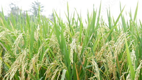 Ripening Rice in the Fields: A Beautiful Harvest Scene in Indonesia