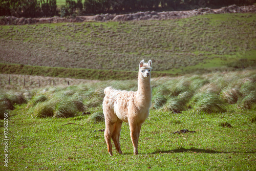 Curious baby llama looking at photographer