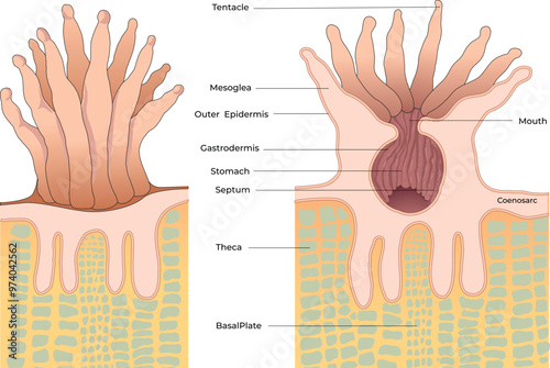 illustration of coral polyps anatomy