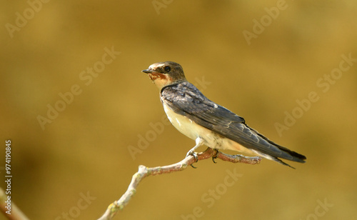 golondrina posada en una ramira