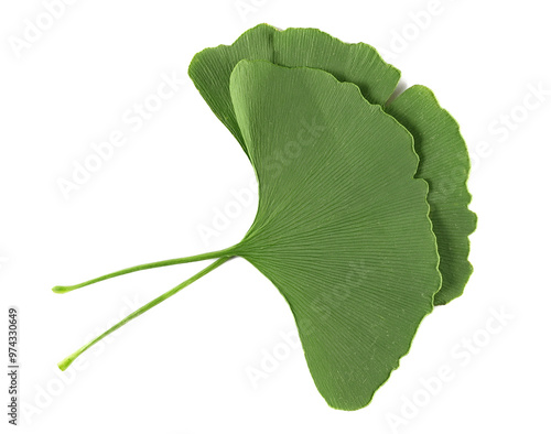 Fresh ginkgo biloba green leaf isolated on white, top view