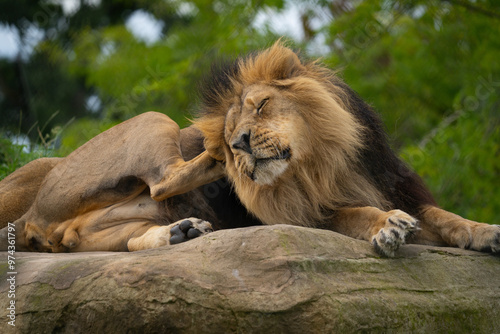 lion in the zoo with an itch