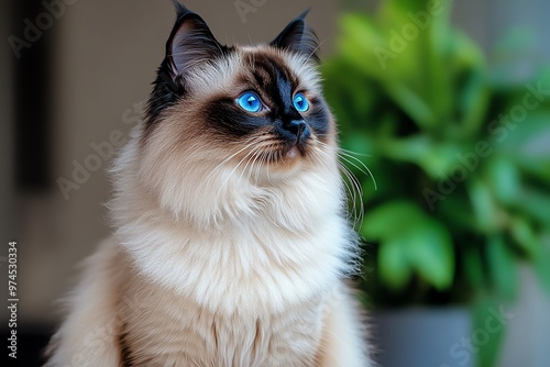 A Himalayan cat sitting gracefully, its long, luxurious fur and deep blue eyes giving it an air of elegance