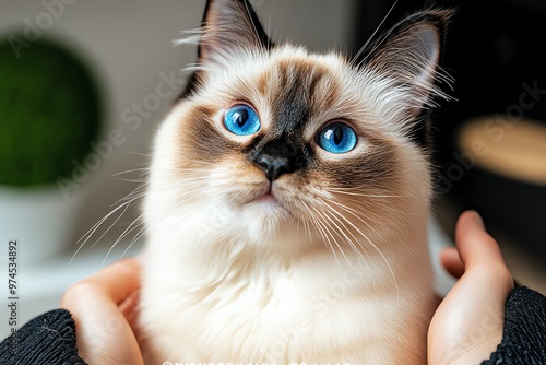 A Thai cat sitting elegantly, its almond-shaped blue eyes and short, sleek coat exuding grace