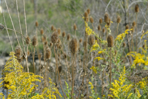 field of wildflowers (goldenrod) and dried teasel (Dipsacus fullonum) in summer