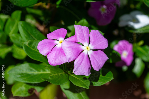 Flores rosas