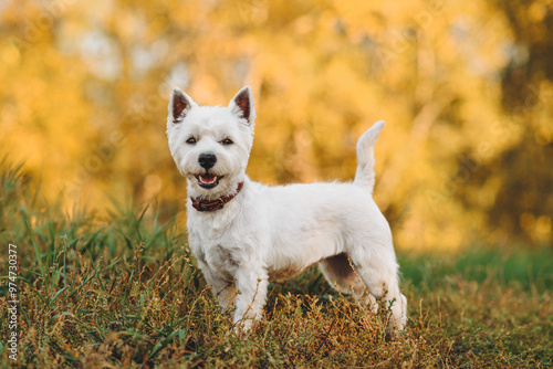 small west highland white terrier dog standing in park outdoors in sunny day, golden fall, autumn leaves, dogwalking concept