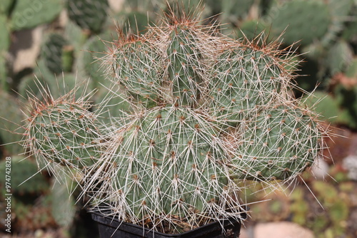 kaktus opuncja Opuntia polyacantha var. hystricina Hagen 