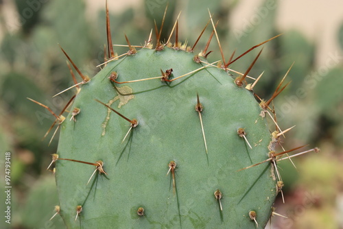 kaktus opuncja Opuntia phaeacantha var. pueblitos HK1858