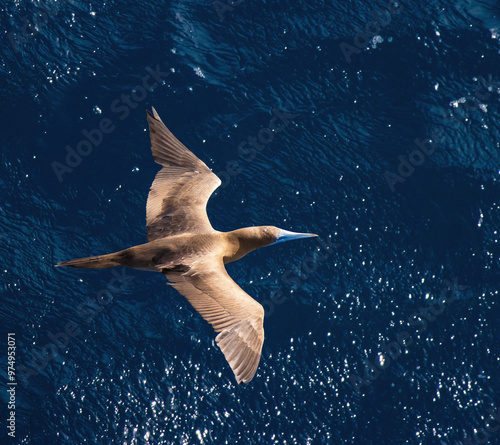 brown booby bird over a blue ocean