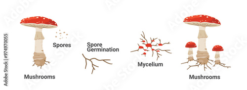 The life cycle of a fungus from spore to mature fungus on a white background