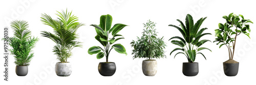 A row of potted plants with different sizes and shapes