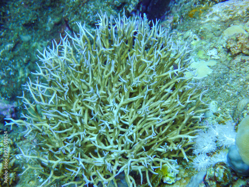 Coral reef in the Red Sea, different types of soft and calcareous corals on a rock underwater