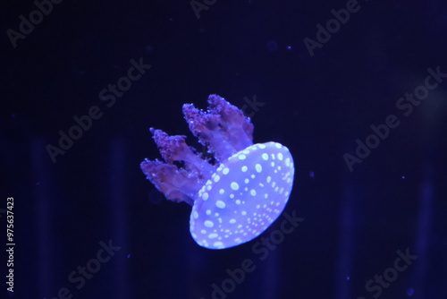 タコクラゲ, Papuan jellyfish, Mastigias papua