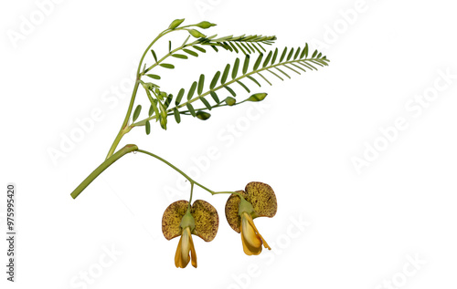 Egyptian riverhemp (Sesbania sesban), is a fast-growing leguminous plant native to tropical and subtropical regions. Characterized by its striking yellow flowers and lush green foliage