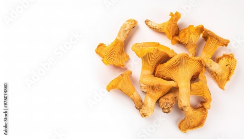 Wild Golden yellow edible chanterelle mushrooms fungus in the genera Cantharellus. emit a fruity aroma and often have a mildly peppery taste or flavor. Isolated on white background