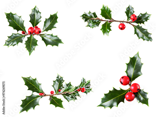 Set_of_holly_berries_branches,_isolated_on_a_white_background_for_Christmas_decorations.