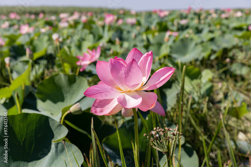 Russia. Astrakhan. Lotus Valley in the Volga Delta.